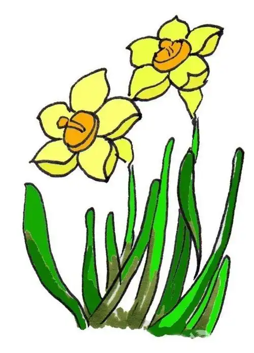 水仙花的简笔画怎么画水仙花的简笔画步骤
