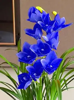 世界上最香的兰花 蓝宝石 建兰墨兰大花蕙兰名贵室内盆栽好养浓香彩云