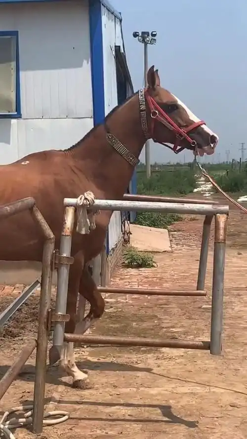 这就是汉武帝征讨西域的原因,主要是因为这样的马长得太好看,我也想