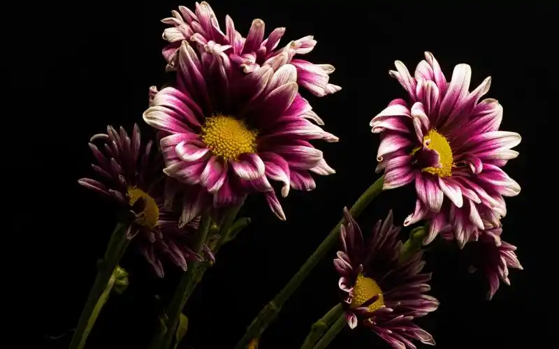 壁纸 紫色花瓣花,黑色背景