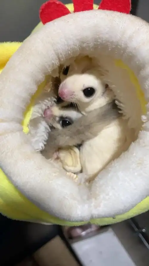 蜜袋鼯一公一母 [广告推广]