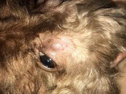 狗狗眼皮上长了个包.感觉像被虫咬的