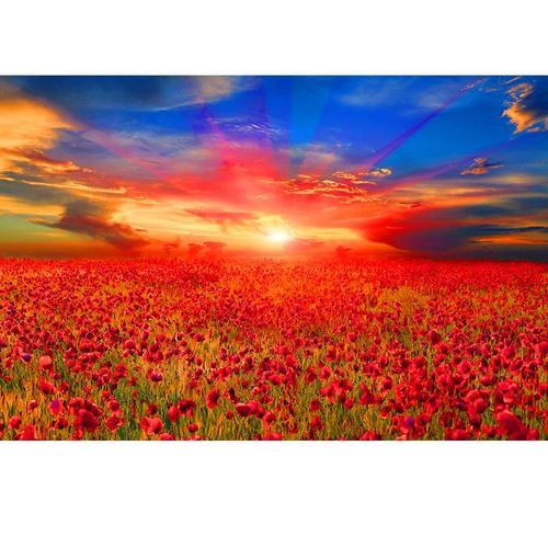 日出美丽鲜花海报装饰画红色罂粟花花卉客厅墙贴画风景图定做f655