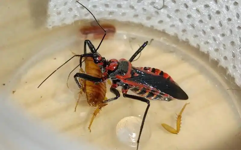 【猎蝽】历猎蝽捕食樱桃(末龄到成体)