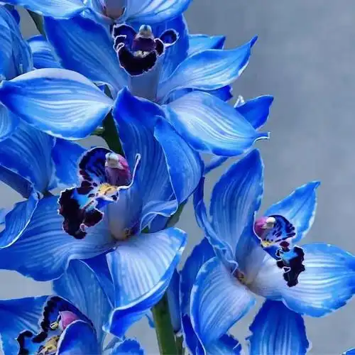 cymbidiumhybridum克莱因蓝大花蕙兰