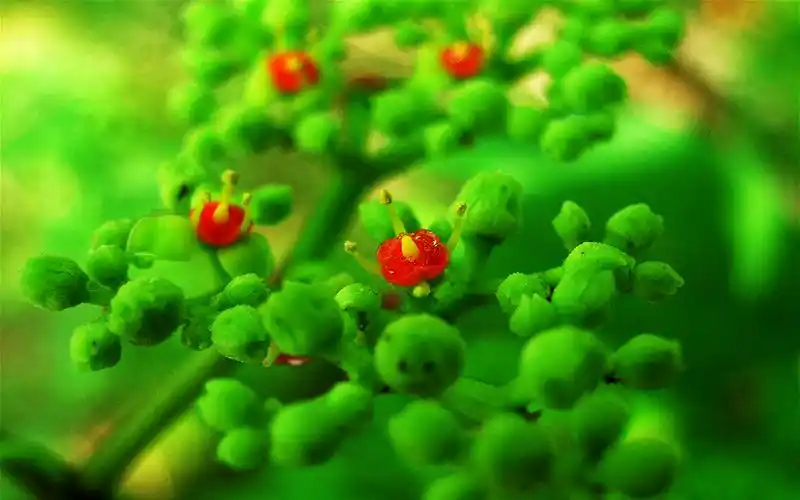 高清养眼绿色桌面壁纸1920x1200