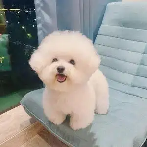 比熊犬幼犬纯种飞耳小体茶杯犬白色长不大活体家养宠物狗狗小型犬