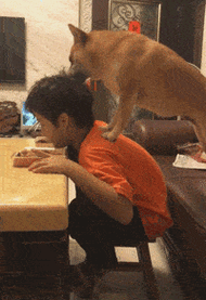 柴犬一看到吃的就压在小主人身上,结果他淡定吃鸡腿:才不分你!