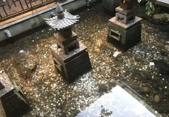 景区的许愿池满满的钱财去了哪里?主要有两个去向,你知道吗?