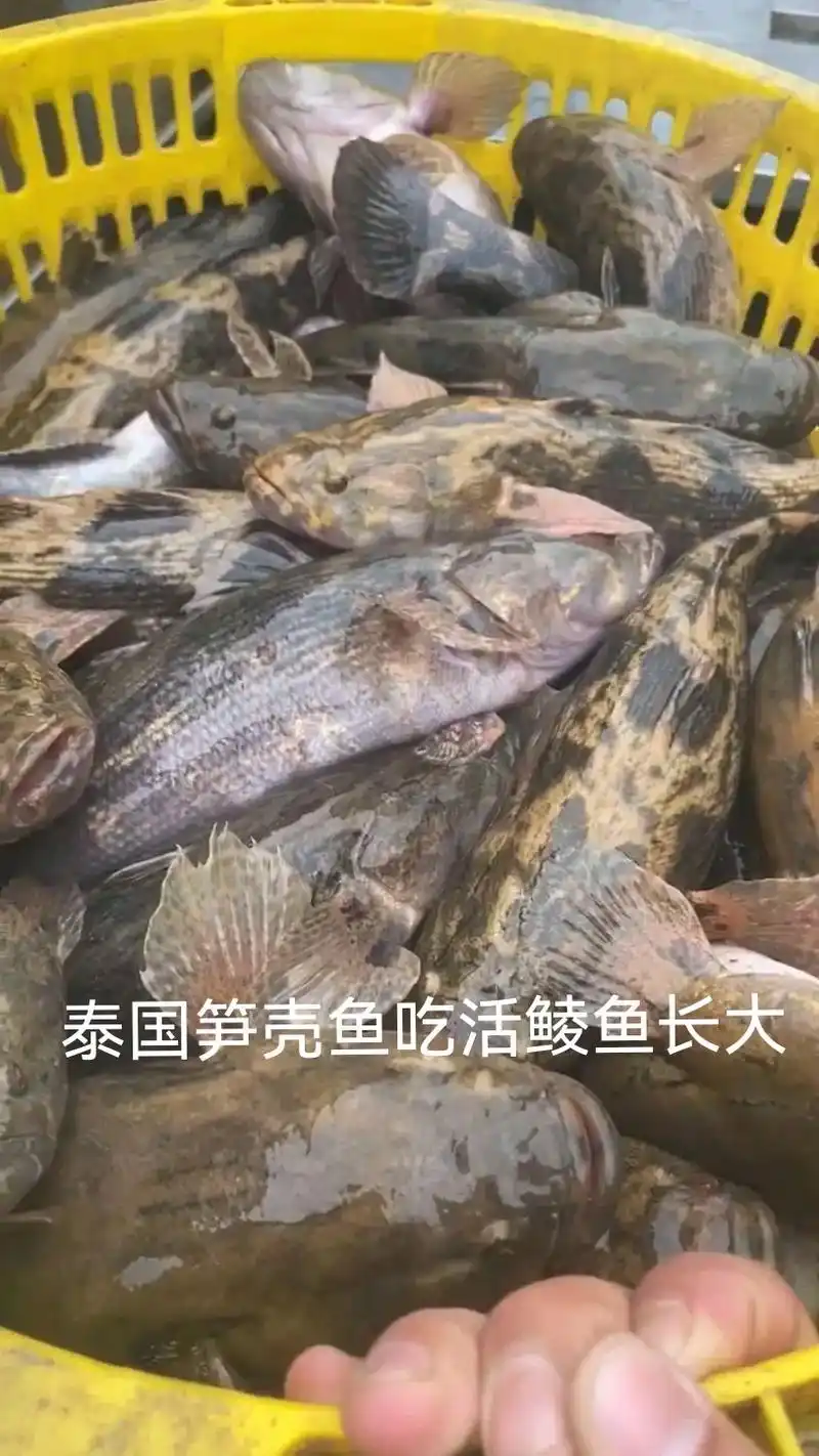 添源笋壳鱼 #泰国笋壳鱼 - 抖音