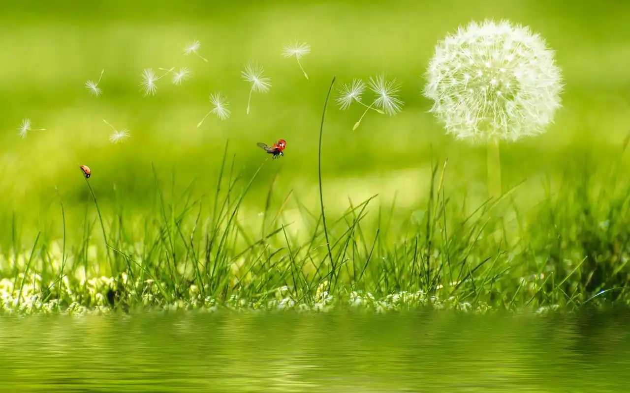 清新淡雅植物高清桌面壁纸-植物壁纸-壁纸下载-美桌网