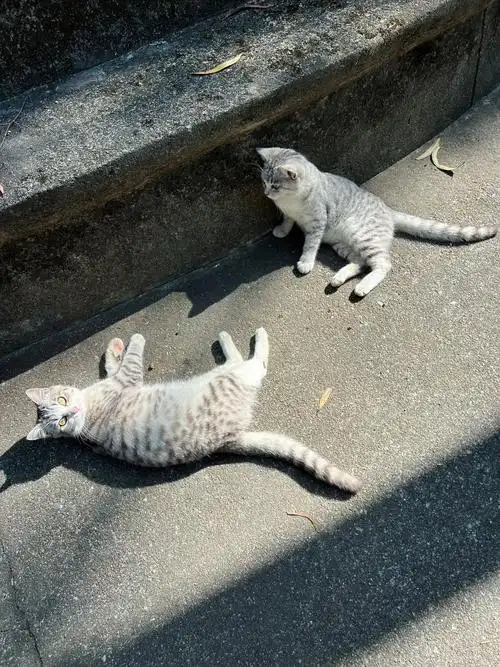 两只可爱的小猫咪在这里晒太阳#猫咪 #被猫猫治愈的瞬间 #治 - 抖音
