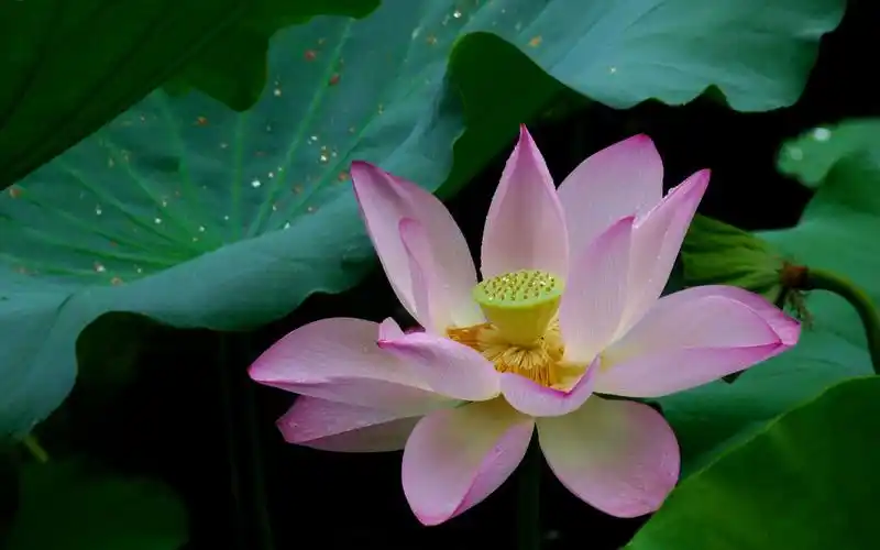 [贴图]非常非常漂亮的荷花壁纸