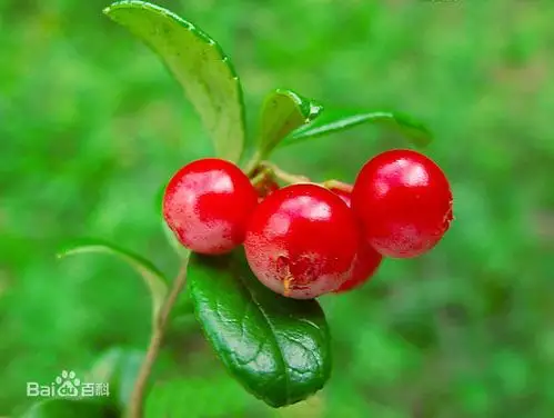 西安铭扬生物科技有限公司