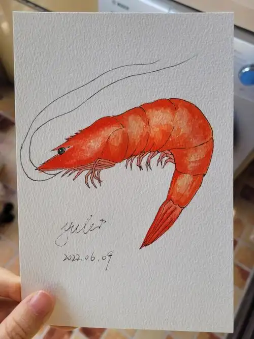 自学水彩临摹虾