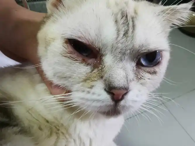 我家随便眼睛红肿成这样了,用了生理盐水洗,再涂了红霉素眼膏,红霉素