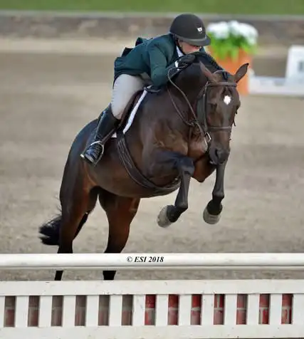 equine health watch: eee reported in monmouth county, n.j.