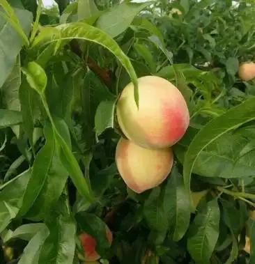 山东毛桃"小白桃春艳"产地直发一手货源,大量现货