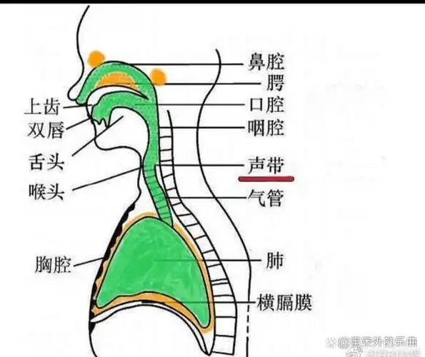 唱歌时的三大支点
