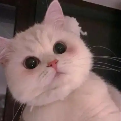 可爱头像猫咪女孩子 女生头像图片大全 -【爱个性】