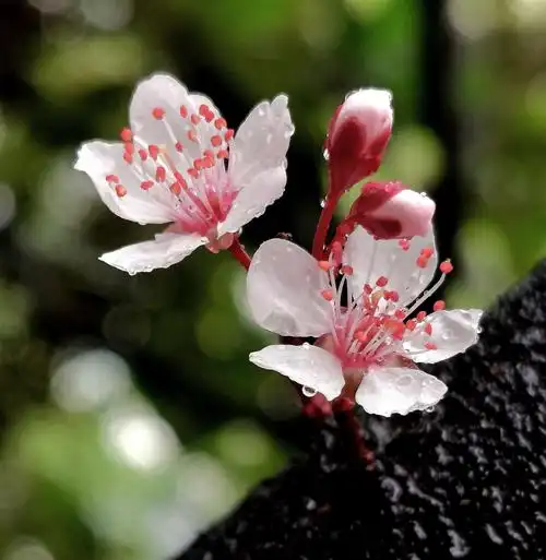 阳光雨露~杏花开