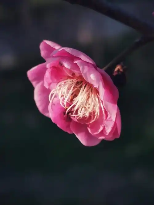 一朵梅花,摘走一个季节. - 静心赏月 - 图虫