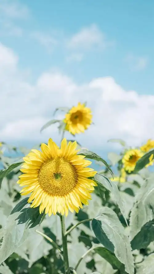 开在记忆深处的向日葵,高清图片,手机锁屏桌面-壁纸族