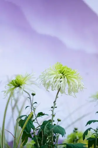 傲霜秋菊(原创)