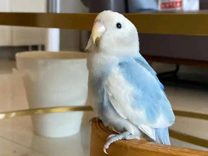 牡丹鹦鹉白底蓝闪派