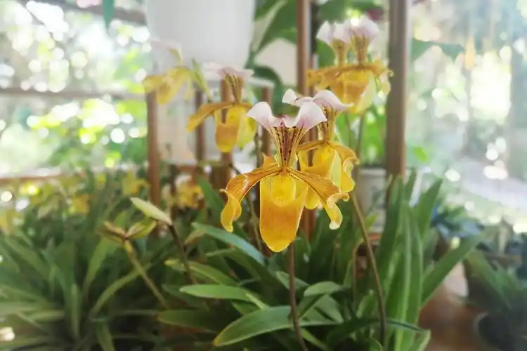 格力兜兰,又名瑰丽兜兰