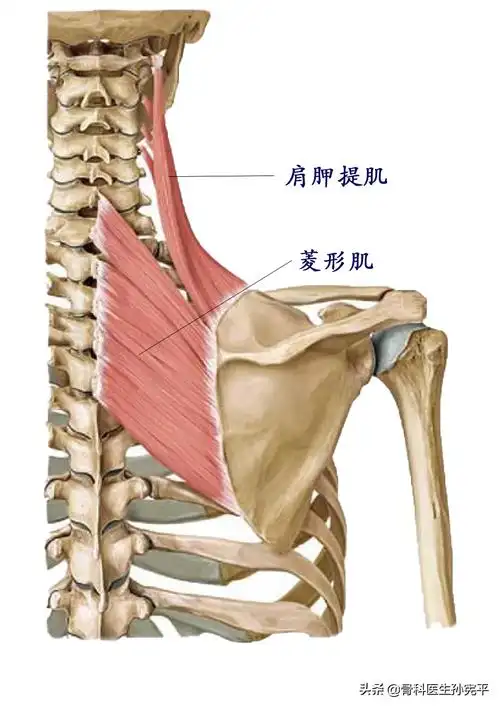菱形肌及肩胛提肌注:菱形肌起自下位颈椎和上位胸椎棘突,止于肩胛骨骨