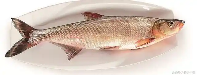 100分造型的木桶蜡烛为材料的白鱼火锅,每晚都是爆款