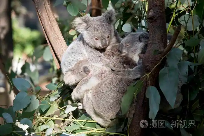 乔伊考拉在树上拥抱在一起