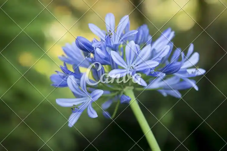 花瓣植物蓝色户外紫色特写上升布里斯班自然多年生植物图片