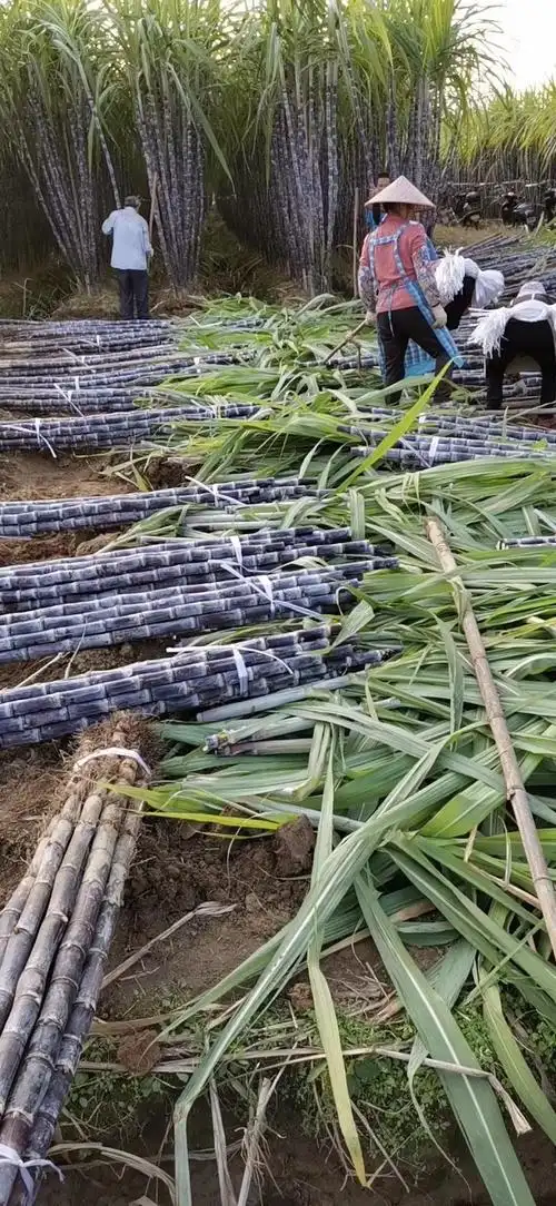 甘蔗黑皮甘蔗253米68cm甜可口水多