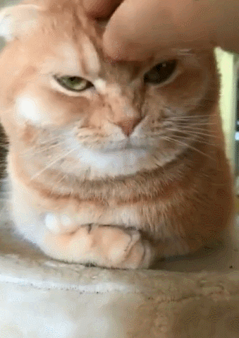 橘猫怎么哄也不肯睡觉,结果发现个秘密开关,一按就乖乖进入梦乡