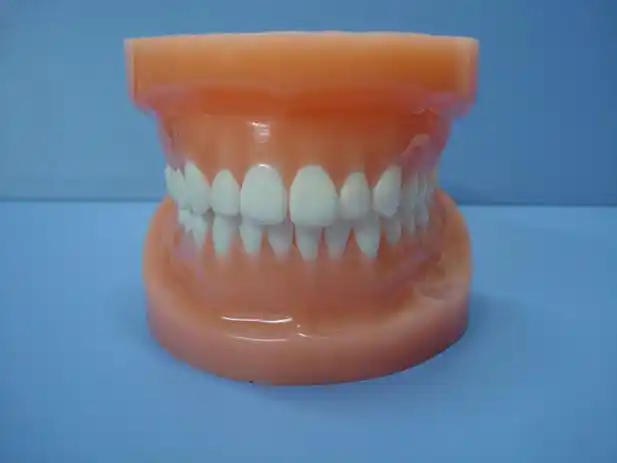 kq030双色牙列模型(带颌架)