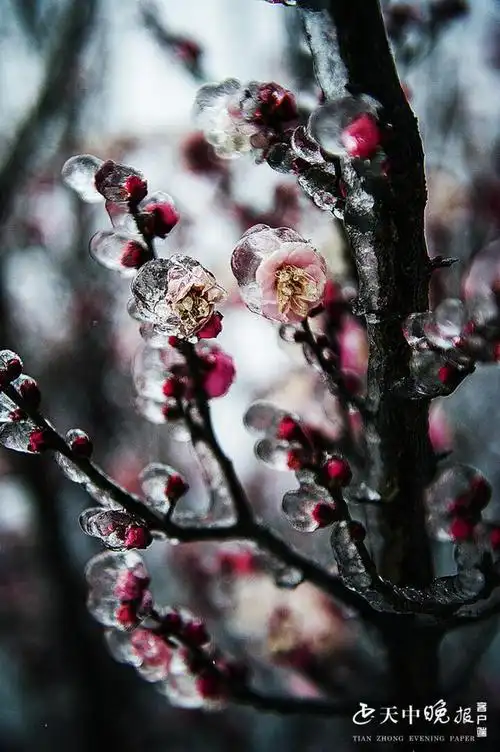 一朵朵原本盛开的腊梅花被嵌在冰晶里,在数九寒天一枝独秀,晶莹剔透