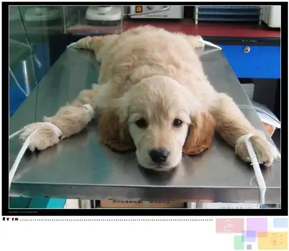 我的狗狗生病了