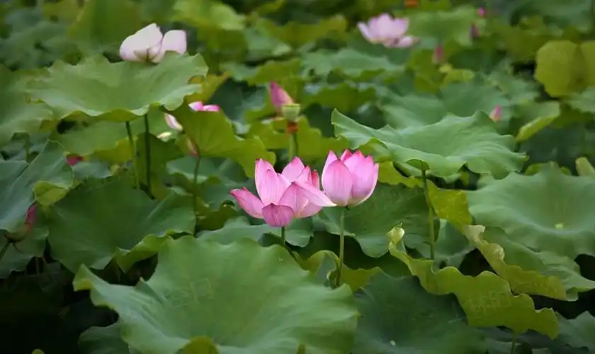 上林这个地方大片荷花开空中看更美你去看了吗