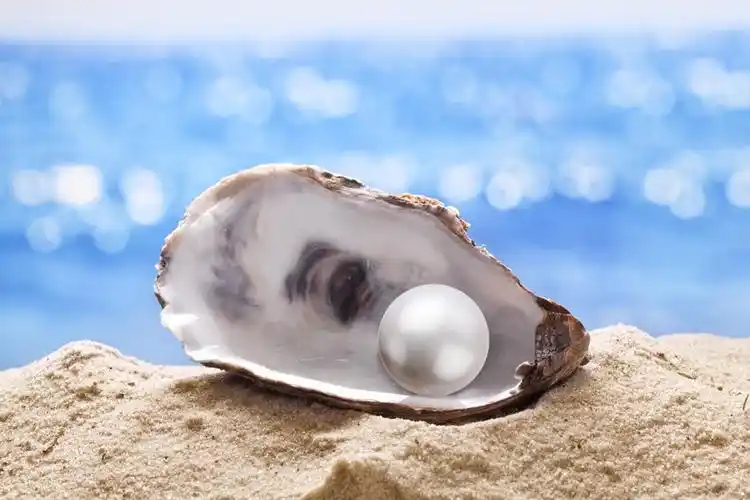 沙滩上美丽的贝壳珍珠高清图片