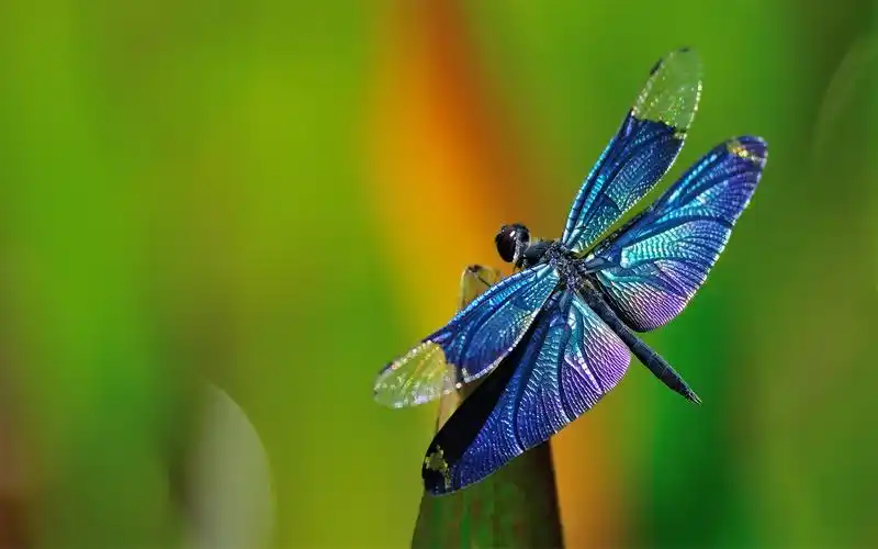 蜻蜓特写高清桌面壁纸图片