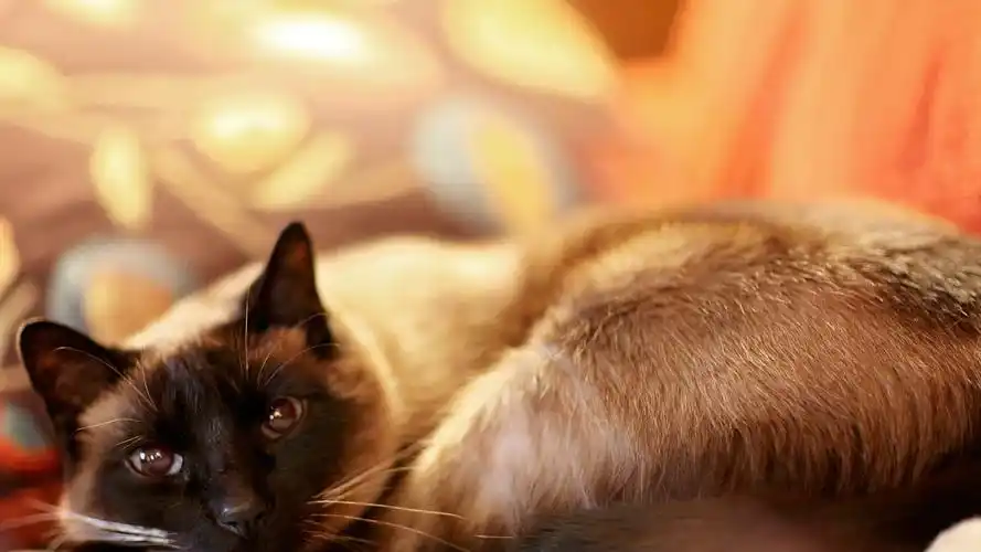 软萌可爱小猫咪高清桌面壁纸