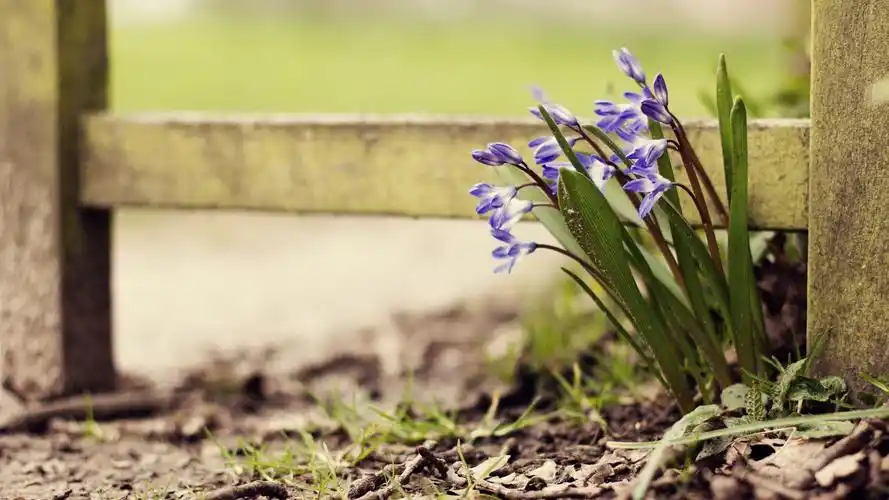 小清新风格的植物鲜花高清美图分享