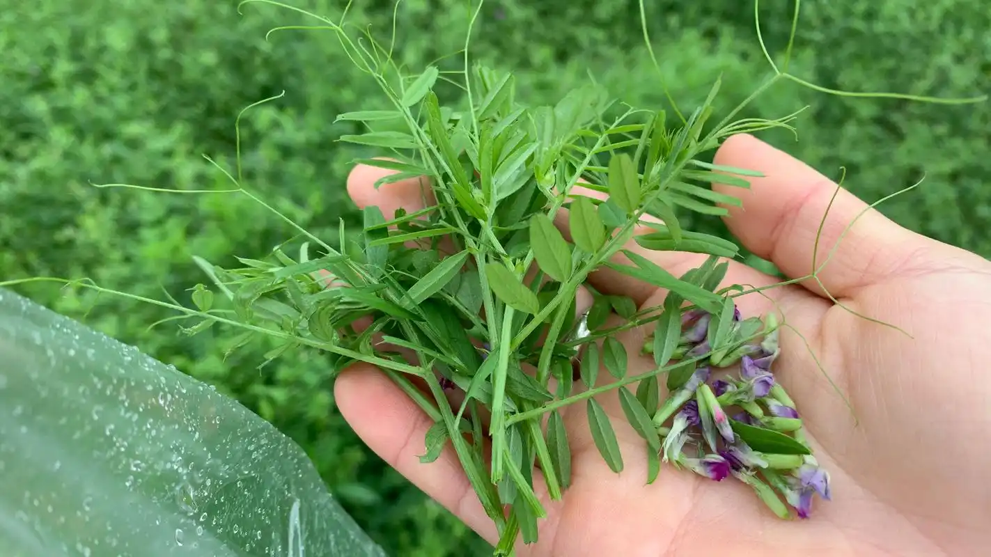 小时候当口哨的"野豌豆",掐嫩尖(不要花)裹上面粉蒸来吃,好香哦!