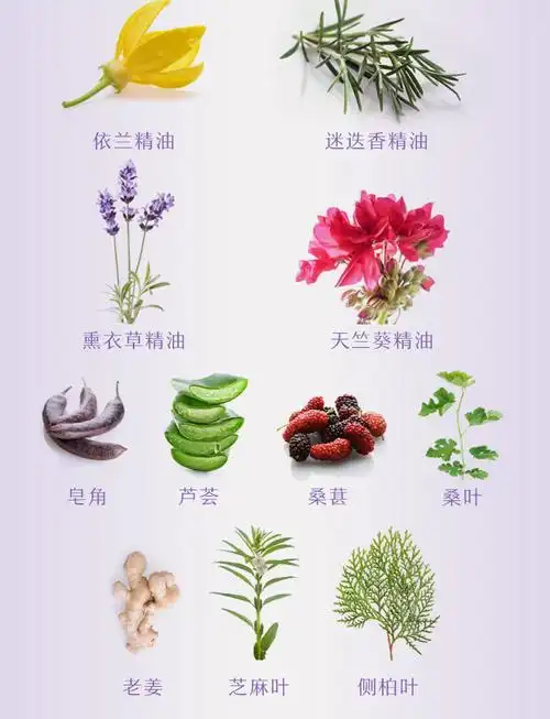 由心精油洗发精选中草药草本植物萃取500ml无硅油本朴生活手作工艺