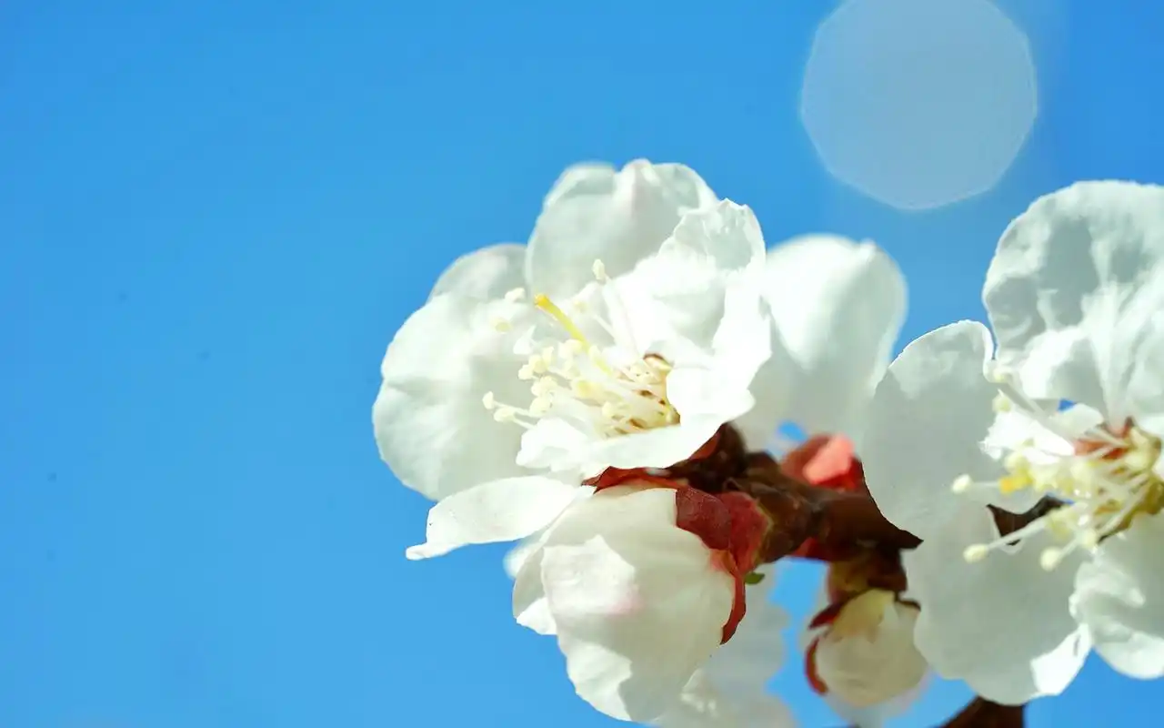 小清新可爱花卉高清桌面壁纸