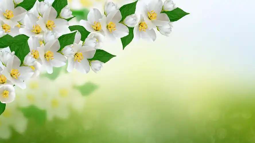 淡雅芬香茶花ppt背景图片|ppt宝藏提供