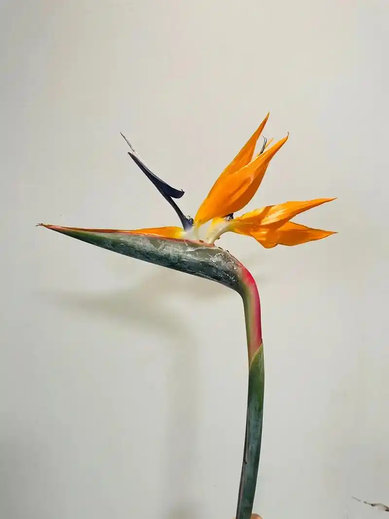 袭人培训.每日一花#天堂鸟#  天堂鸟花的原名叫:鹤望兰,又 - 抖音