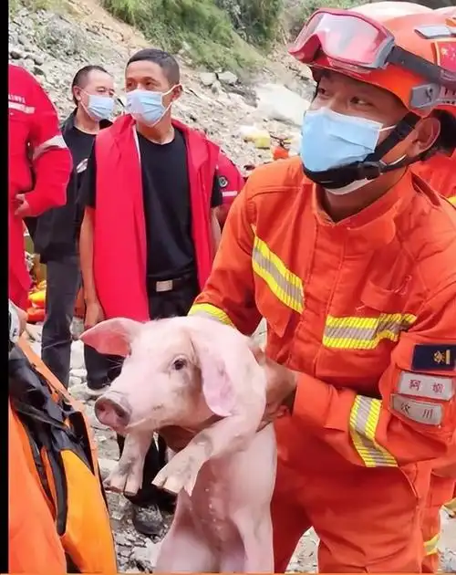 泸定地震家猪被埋45天后被发现 网友:猪坚强二世